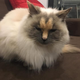Image for article titled The 'Long Balls' on This Cat's Face Do Not Resemble a Penis
